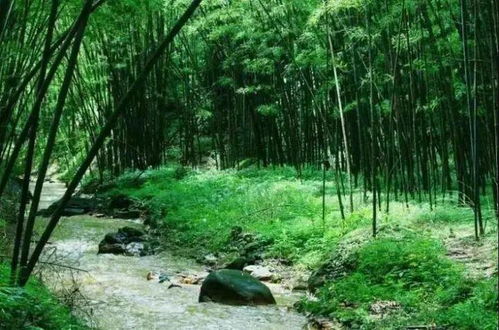 尋梅記 陸河第五屆梅花節(jié)，盡享竹林與九龍?zhí)渡鷳B(tài)園超值一日游